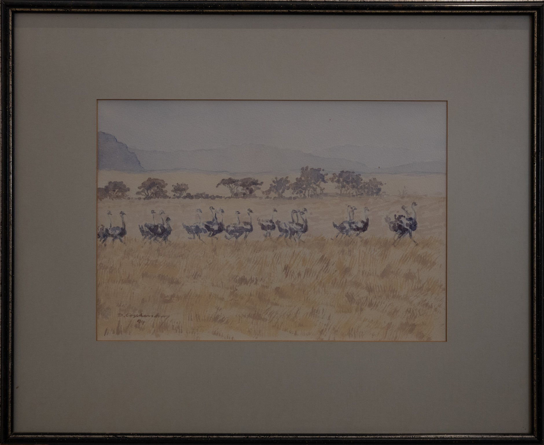 D. Aschenborn - Ostriches