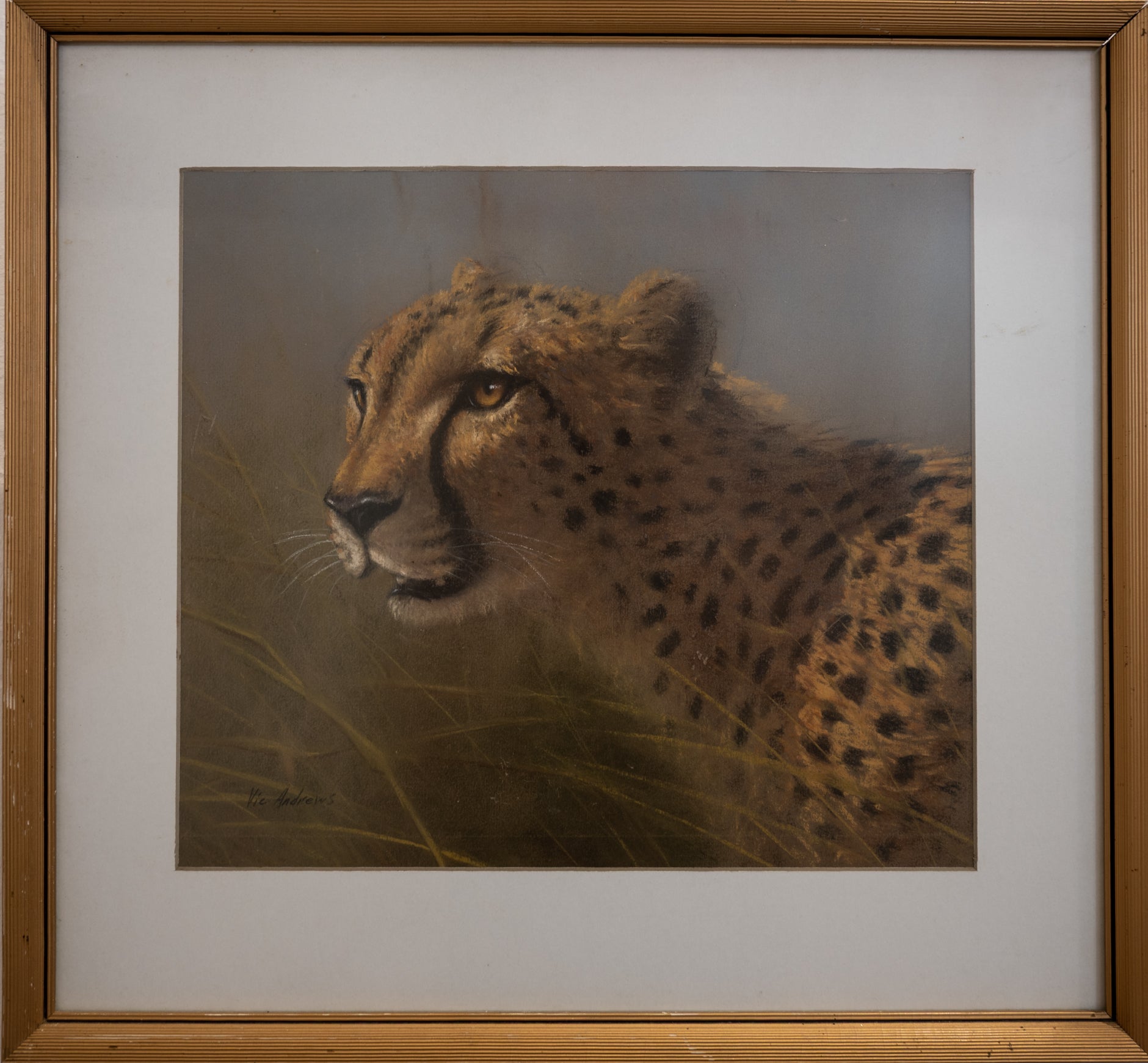 Portrait of a Cheetah - Vic Andrews