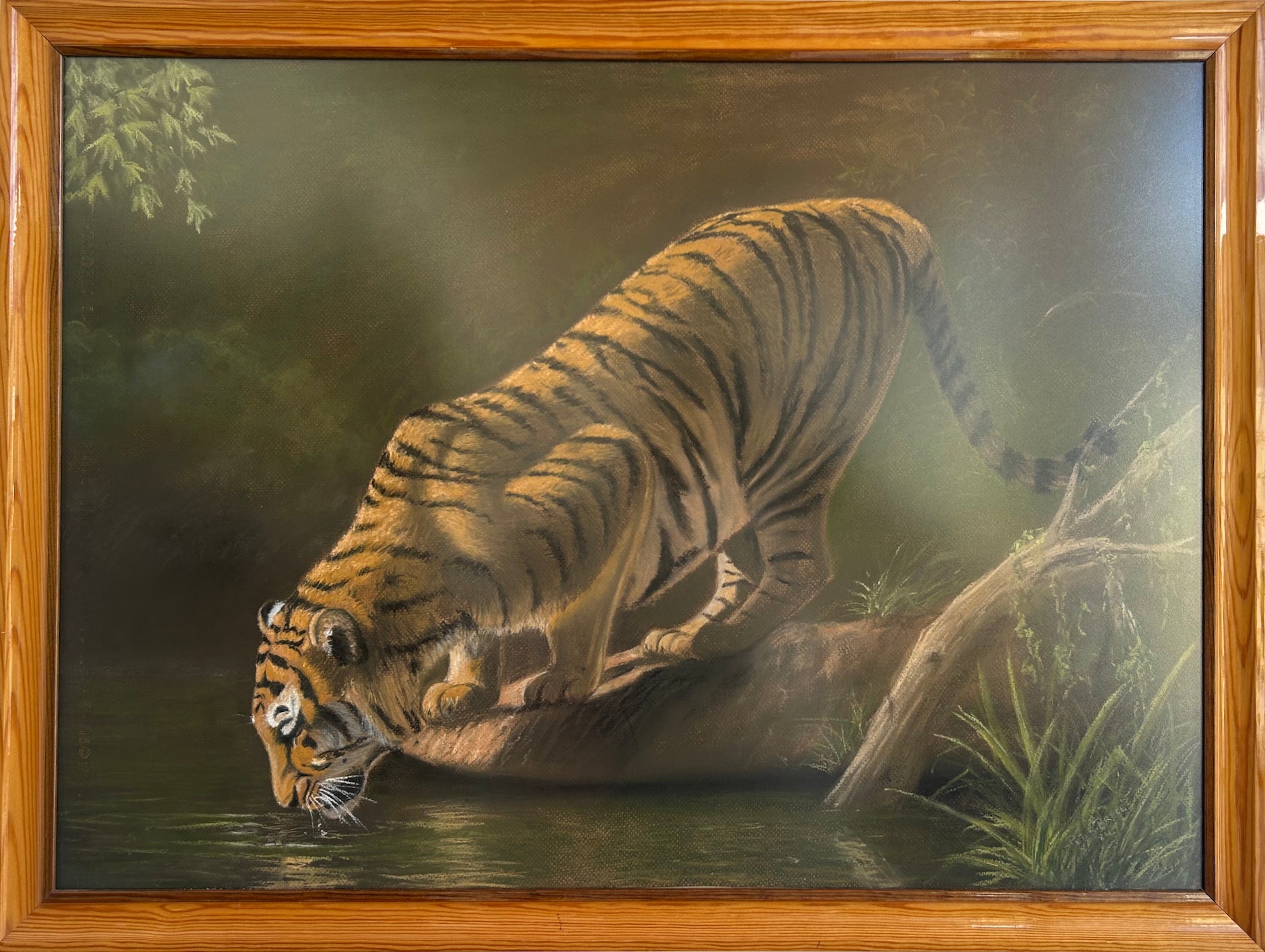 Tiger Drinking - P Bruce