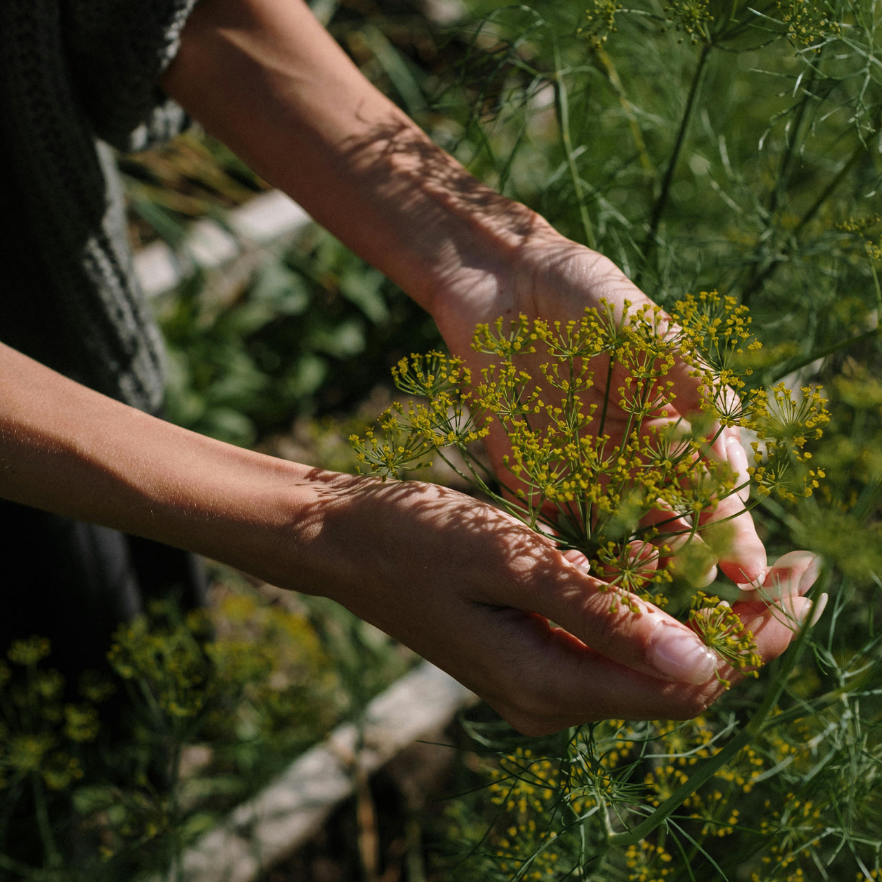 Medicine of the Wild -  A Sacred Botanical Workshop