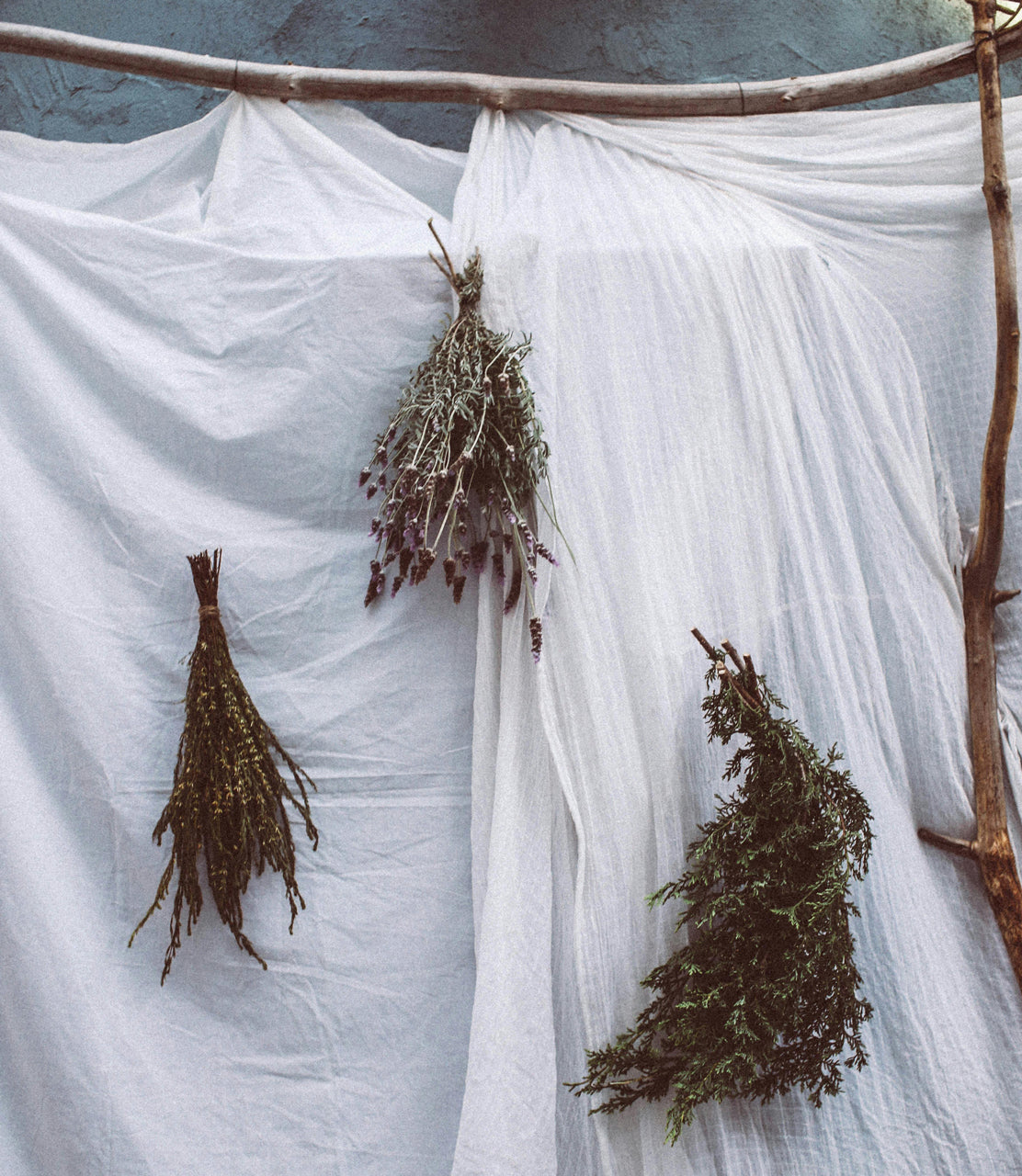 Medicine of the Wild -  A Sacred Botanical Workshop