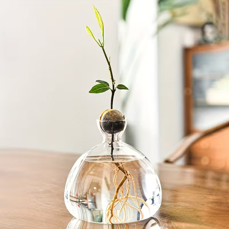 Wide-Top Glass - Seed Grow Vase