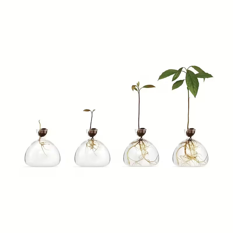 Wide-Top Glass - Seed Grow Vase